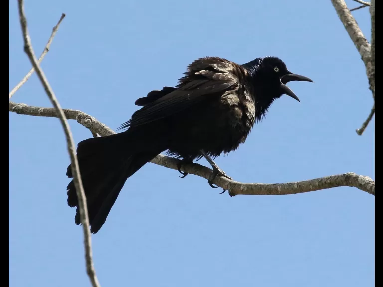 A Baltimore oriole at Breakneck Hill Conservation Land in Southborough, photographed by Steve Forman.