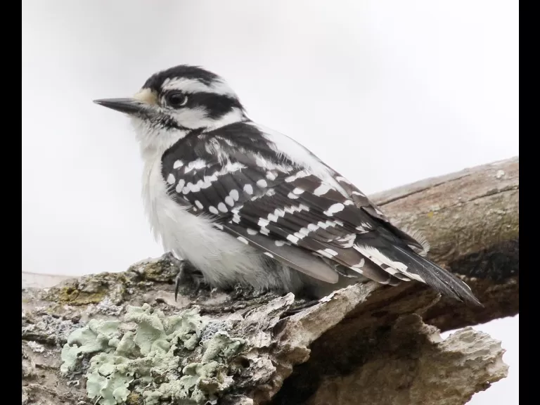 A Baltimore oriole at Breakneck Hill Conservation Land in Southborough, photographed by Steve Forman.