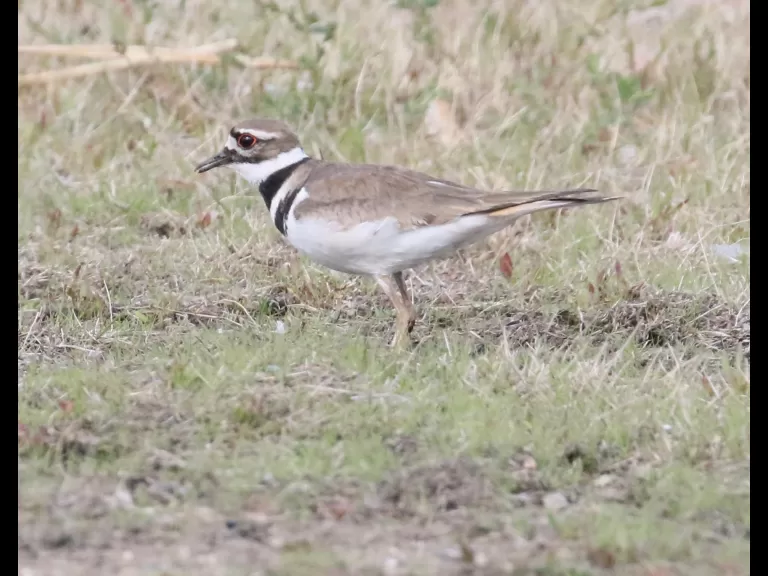 A killdeer at Hager Pond in Marlborough, photographed by Steve Forman.
