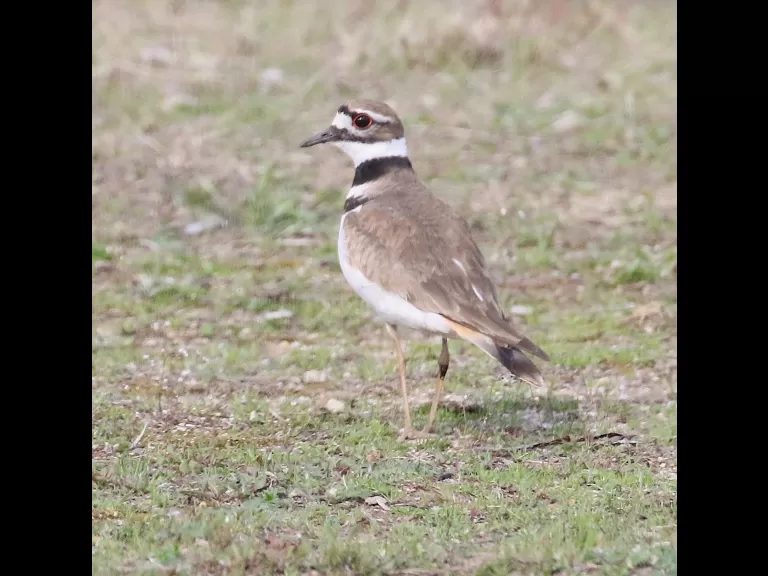 A killdeer at Hager Pond in Marlborough, photographed by Steve Forman.