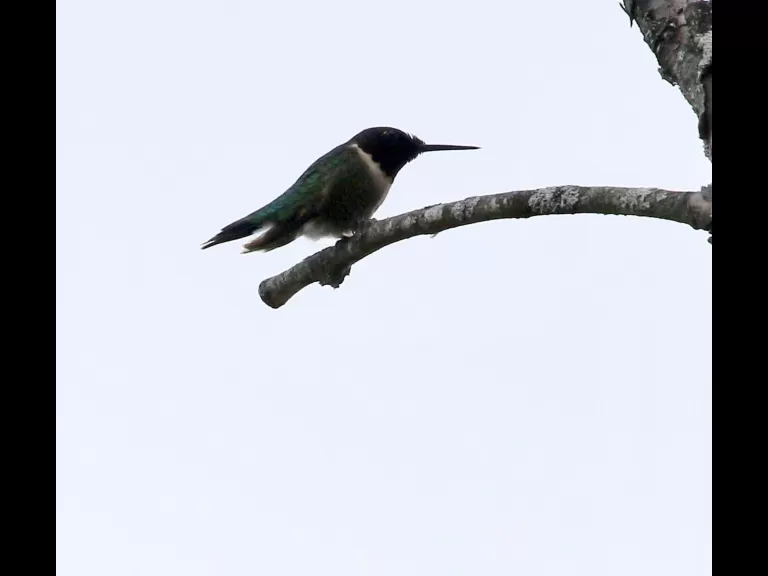 A Baltimore oriole at Breakneck Hill Conservation Land in Southborough, photographed by Steve Forman.