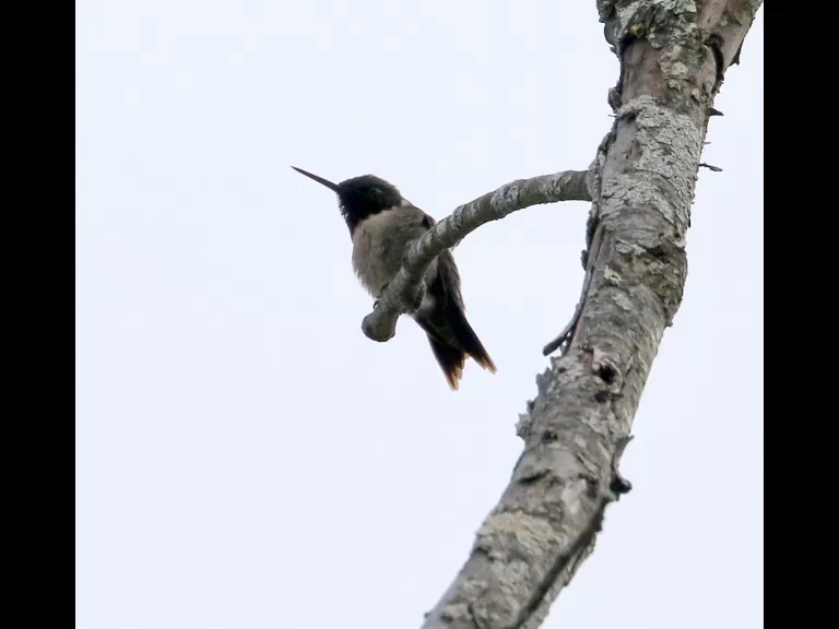 A Baltimore oriole at Breakneck Hill Conservation Land in Southborough, photographed by Steve Forman.