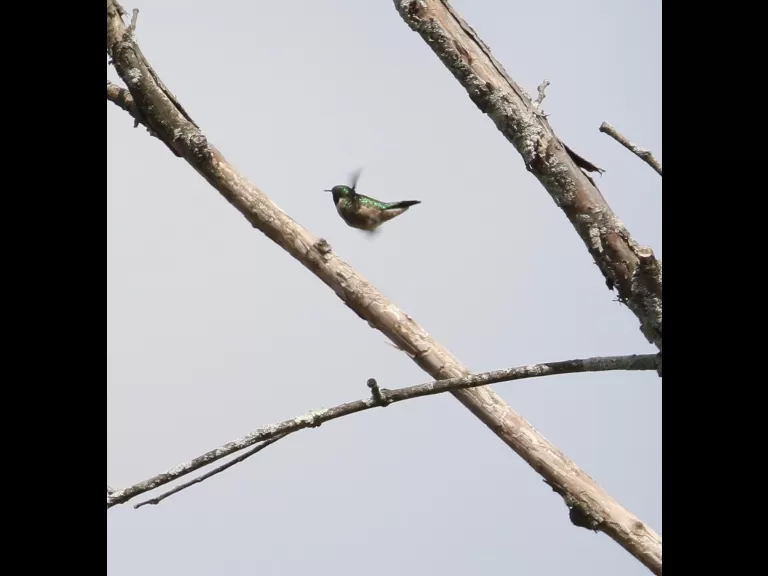 A Baltimore oriole at Breakneck Hill Conservation Land in Southborough, photographed by Steve Forman.
