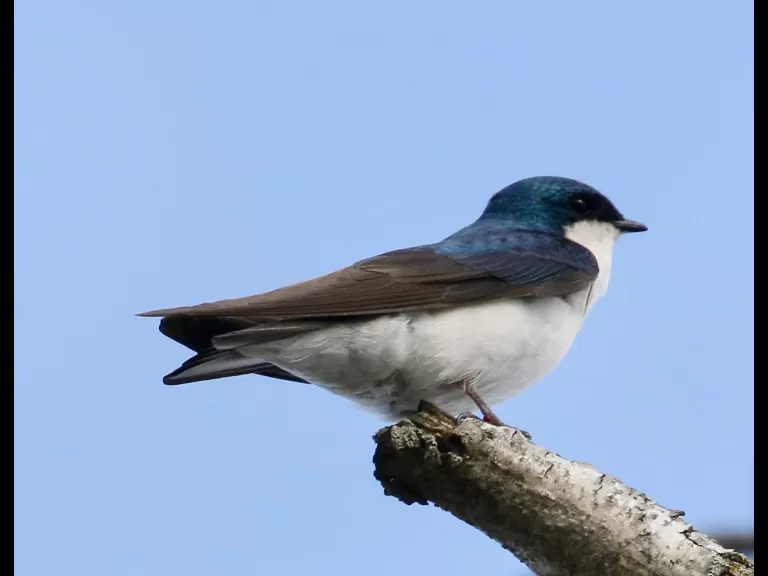 A killdeer at Hager Pond in Marlborough, photographed by Steve Forman.