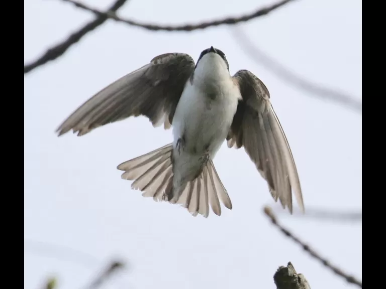 A killdeer at Hager Pond in Marlborough, photographed by Steve Forman.
