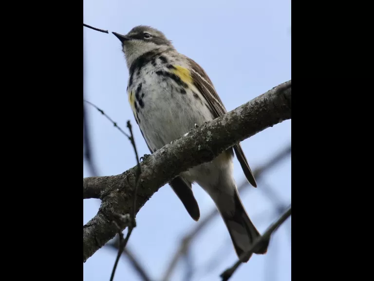 A killdeer at Hager Pond in Marlborough, photographed by Steve Forman.