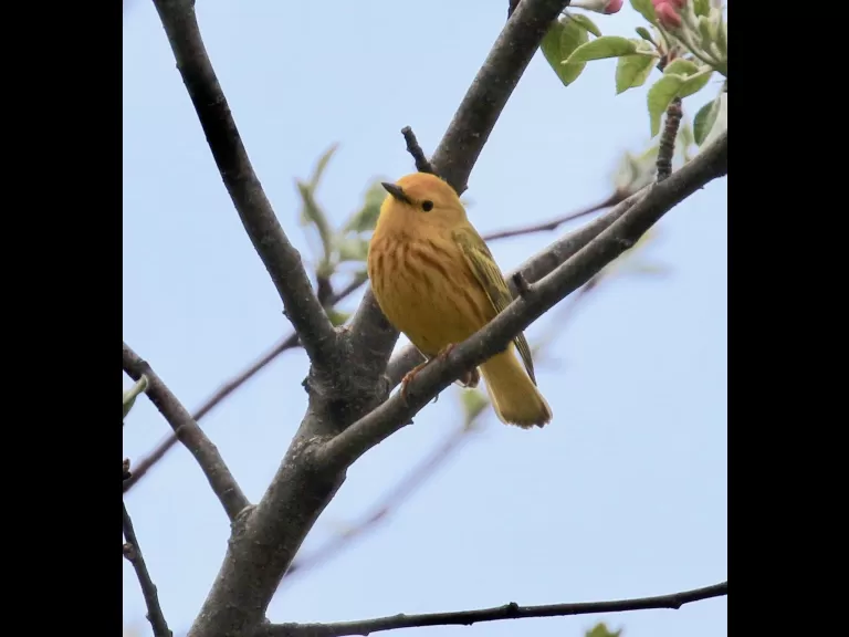 A Baltimore oriole at Breakneck Hill Conservation Land in Southborough, photographed by Steve Forman.