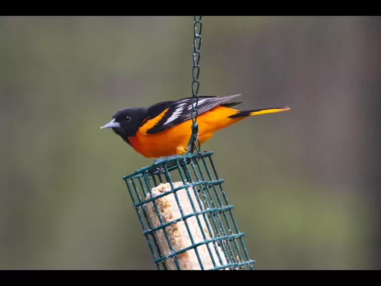 A Baltimore oriole in Bolton, photographed by Jon Turner.