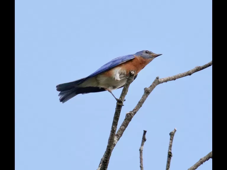 An eastern bluebird at Breakneck Hill Conservation Land in Southborough, photographed by Steve Forman.