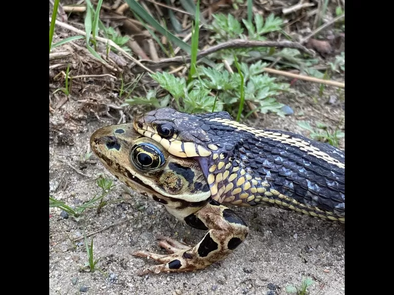 A common garter snake eating a northern leopard frog in Sudbury, photographed by Sarah Macone.