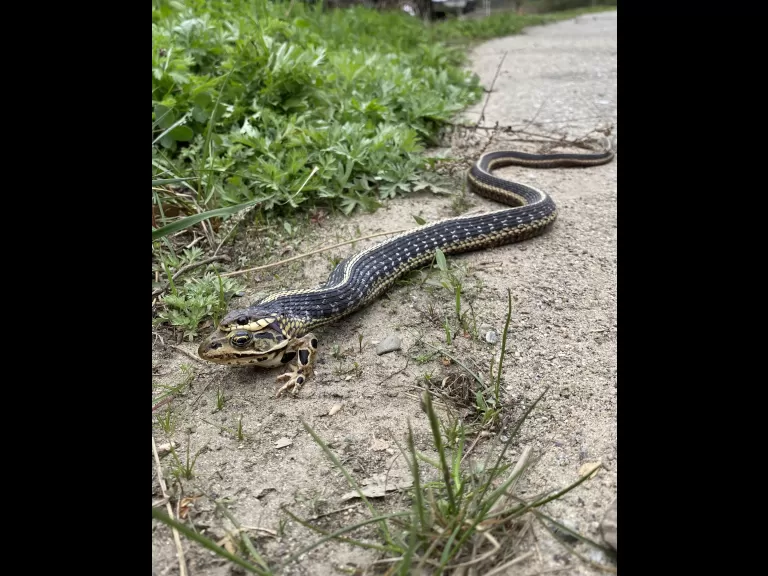 A common garter snake eating a northern leopard frog in Sudbury, photographed by Sarah Macone.