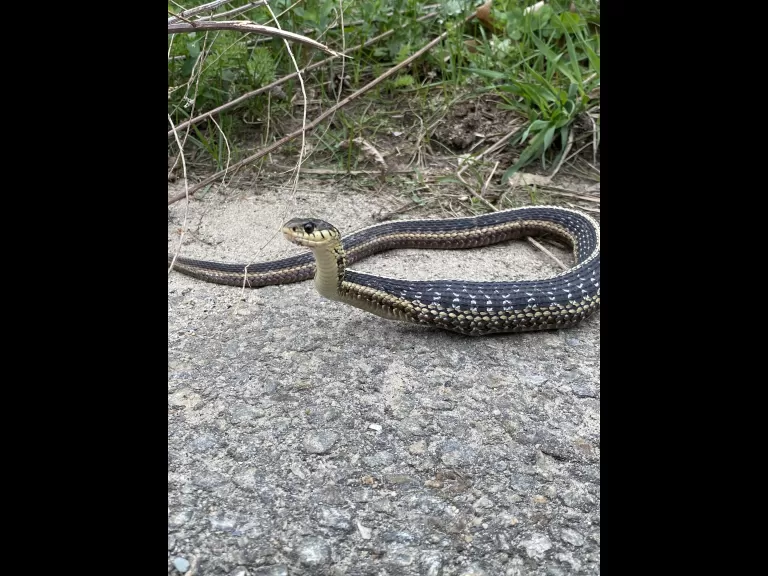 A common garter snake eating a northern leopard frog in Sudbury, photographed by Sarah Macone.