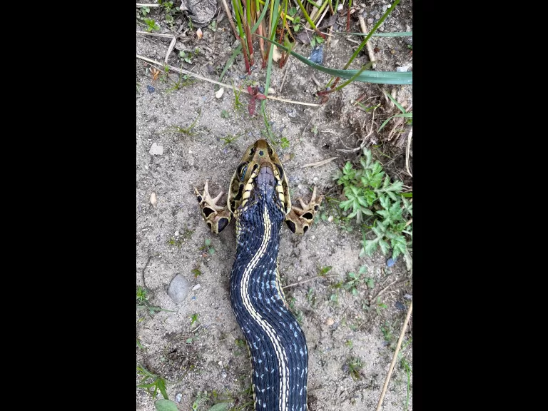A common garter snake eating a northern leopard frog in Sudbury, photographed by Sarah Macone.
