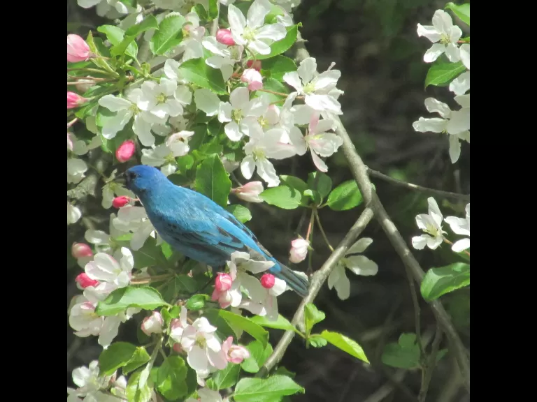 An indigo bunting in Stow, photographed by Laura Reiner.