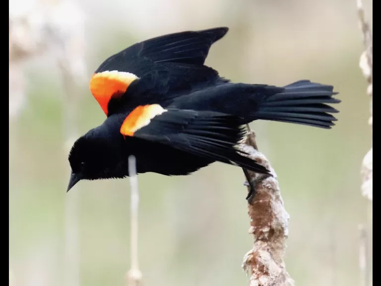 An eastern bluebird at Breakneck Hill Conservation Land in Southborough, photographed by Steve Forman.