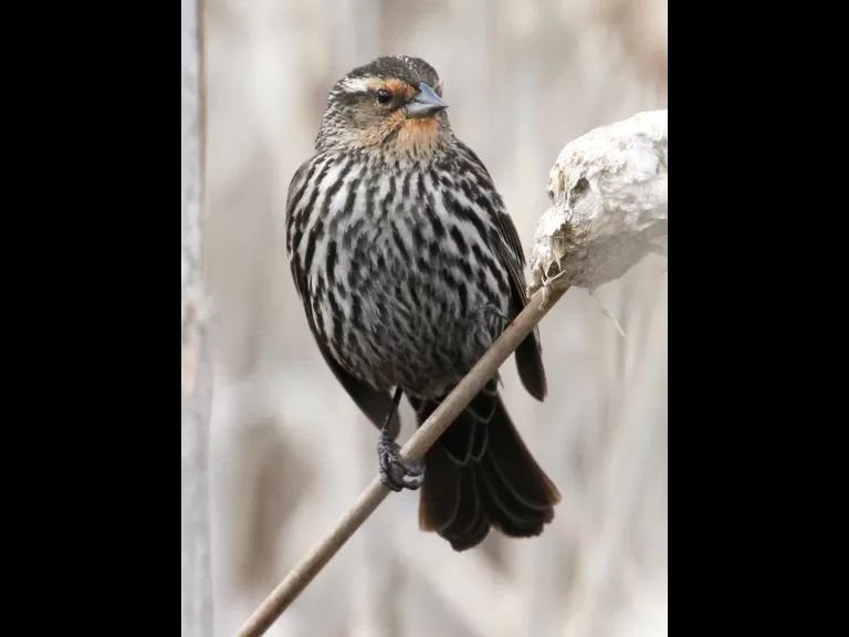 An eastern bluebird at Breakneck Hill Conservation Land in Southborough, photographed by Steve Forman.