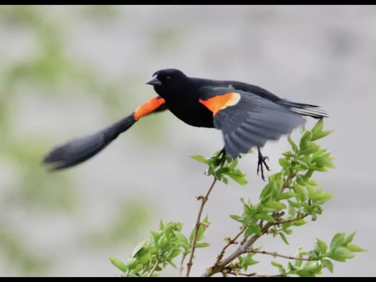 An eastern bluebird at Breakneck Hill Conservation Land in Southborough, photographed by Steve Forman.
