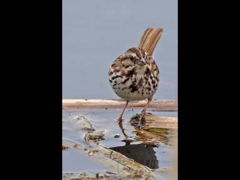 A song sparrow in Sudbury, photographed by Joan Chasan.