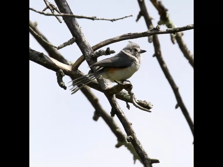 An eastern bluebird at Breakneck Hill Conservation Land in Southborough, photographed by Steve Forman.