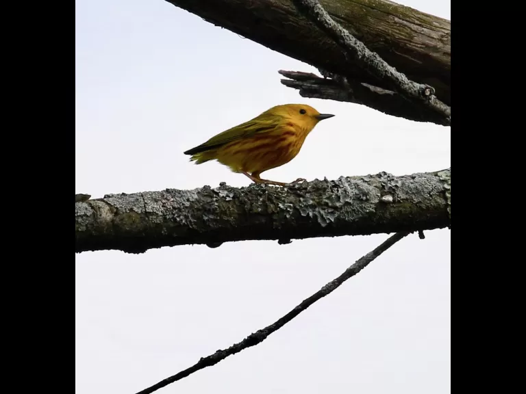 An eastern bluebird at Breakneck Hill Conservation Land in Southborough, photographed by Steve Forman.