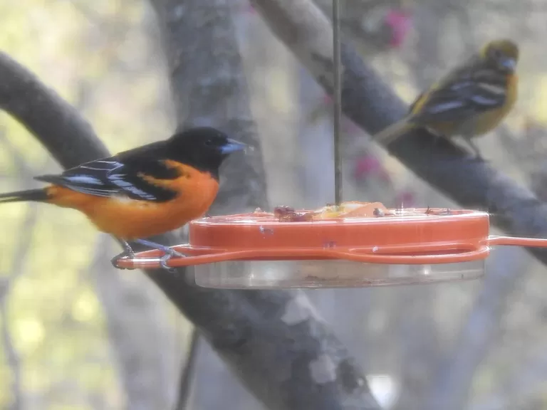 A Baltimore oriole in Wayland, photographed by Margo Levy.