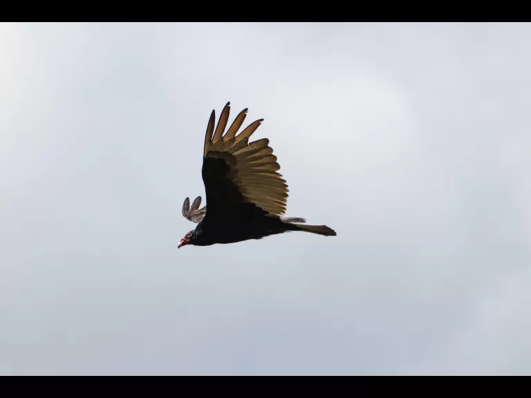 A turkey vulture at Breakneck Hill Conservation Land in Southborough, photographed by Jon Turner.