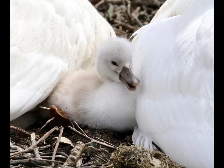 Mute swans at Fisk Pond in Natick, photographed by Steve Forman.