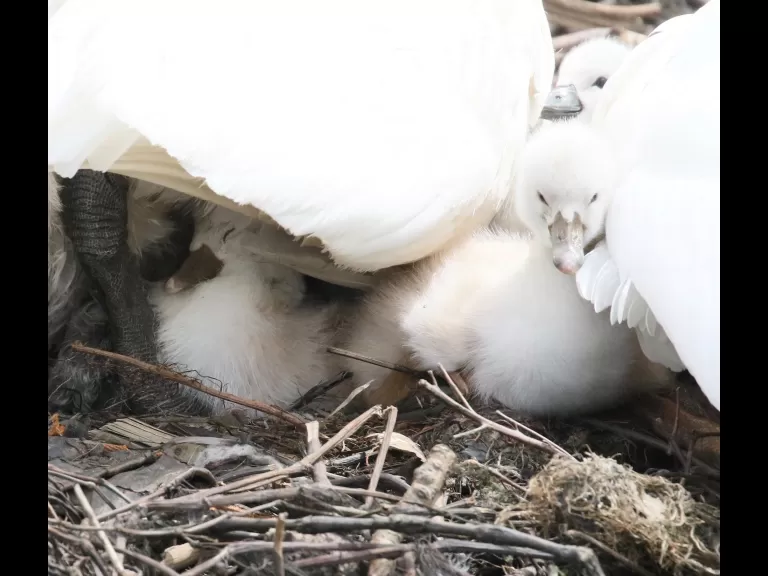 Mute swans at Fisk Pond in Natick, photographed by Steve Forman.