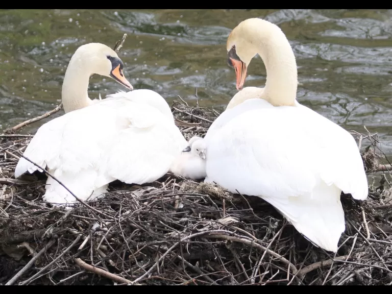 Mute swans at Fisk Pond in Natick, photographed by Steve Forman.