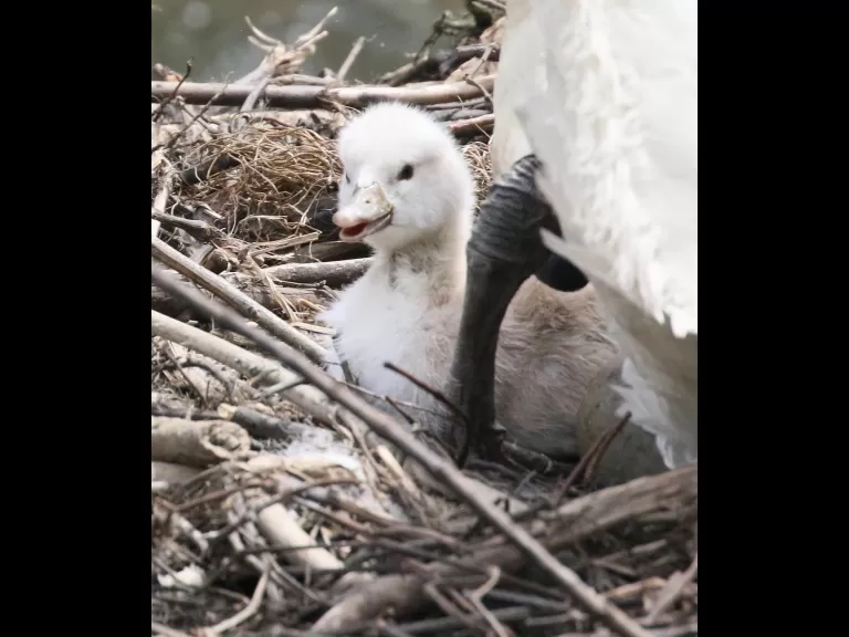 Mute swans at Fisk Pond in Natick, photographed by Steve Forman.
