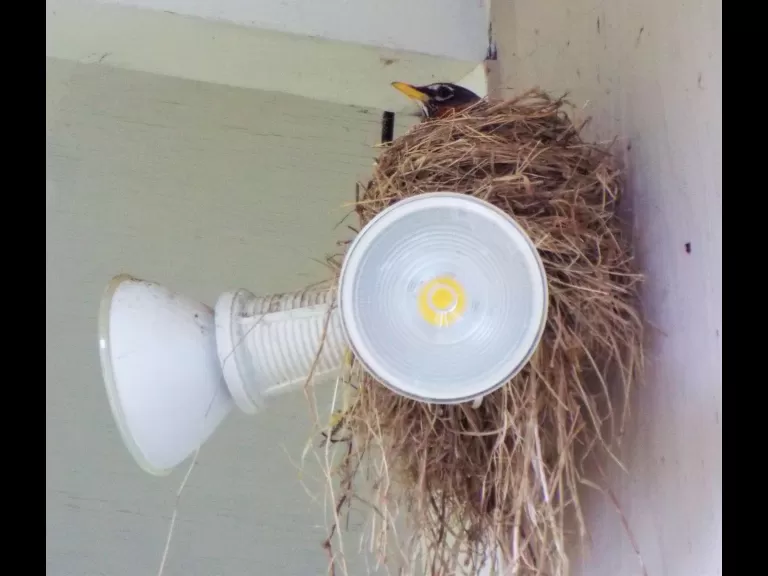 An American robin in Harvard, photographed by Robin Right.