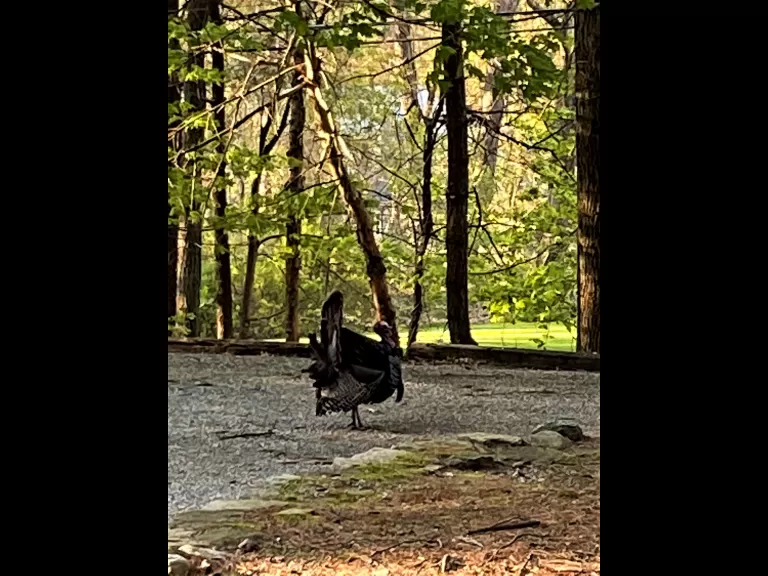 A turkey in Wayland, photographed by Shelley Trucksis.