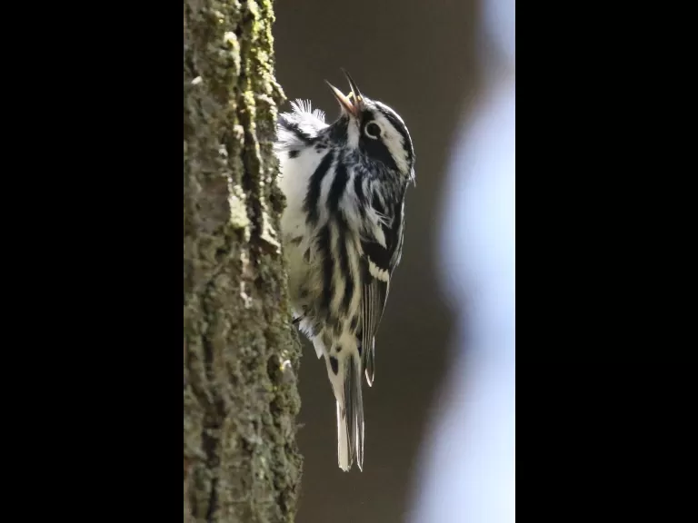 A black-and-white-warbler in Hopkinton, photographed by Steve Forman.