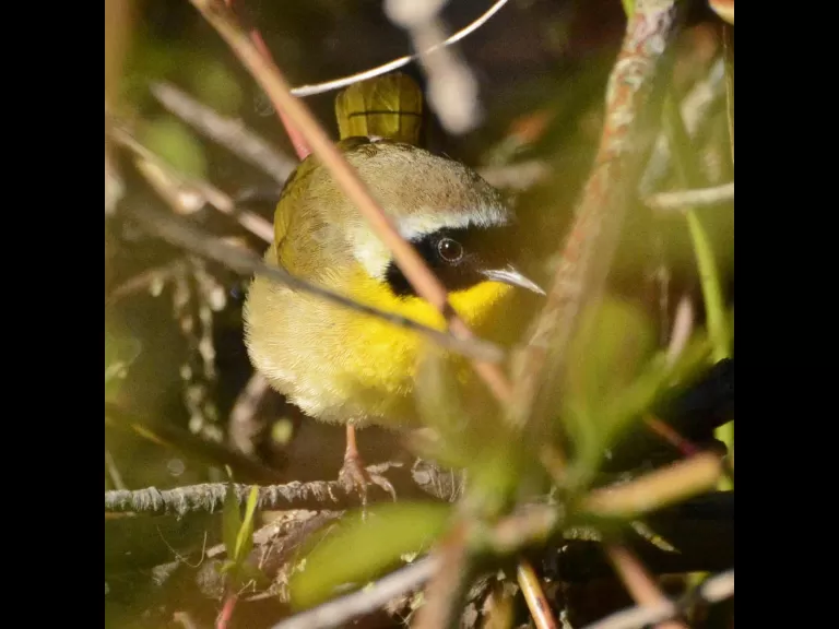 A common yellowthroat at Great Meadows National Wildlife Refuge in Sudbury, photographed by Ron McAdow.