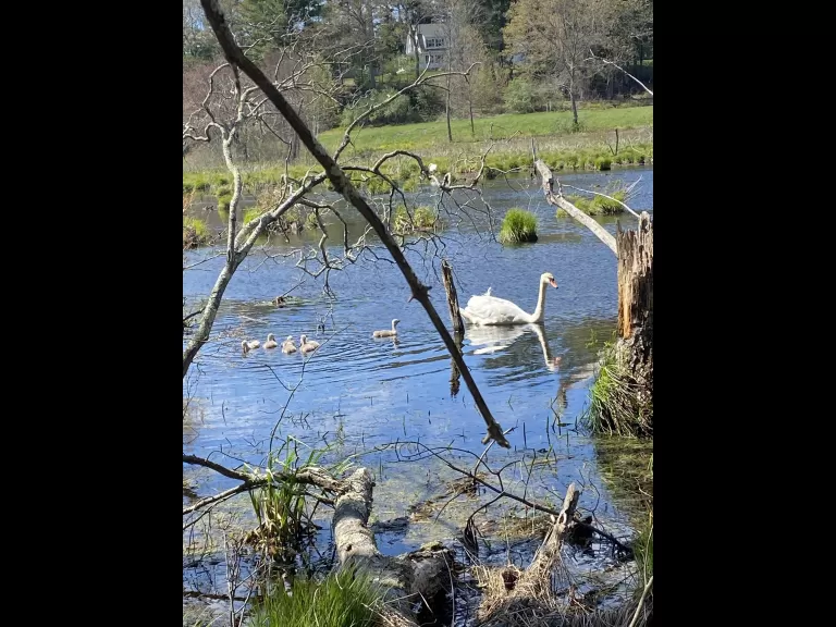 A mute swan and cygnets at SVT's Lyons-Cutler Reservation in Sudbury, photographed by Richard Morse.