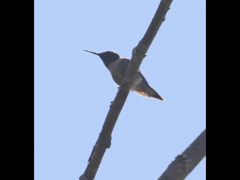 A ruby-throated hummingbird at Breakneck Hill Conservation Land in Southborough, photographed by Steve Forman.