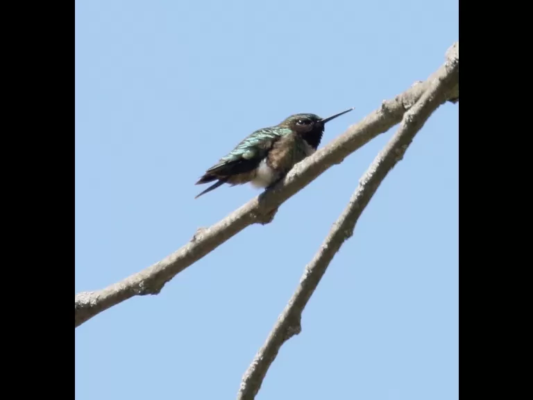 A ruby-throated hummingbird at Breakneck Hill Conservation Land in Southborough, photographed by Steve Forman.