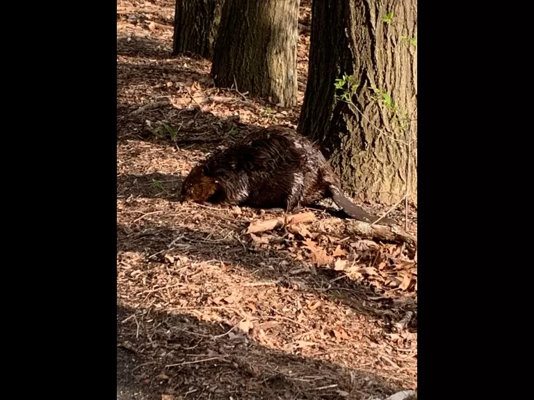 A white-tailed deer fawn at Heard Farm in Wayland, photographed by Sian Cox.