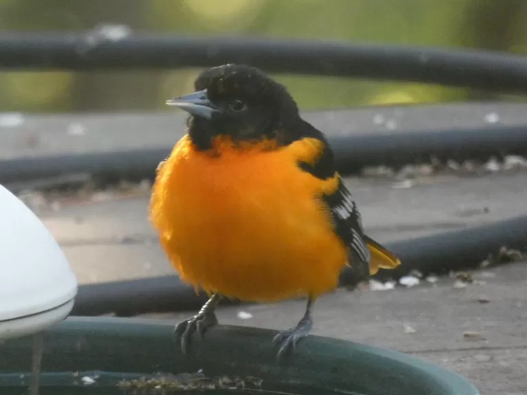 A Baltimore oriole in Wayland, photographed by Shelley Trucksis.