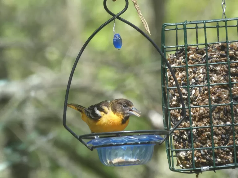 A Baltimore oriole in Wayland, photographed by Shelley Trucksis.