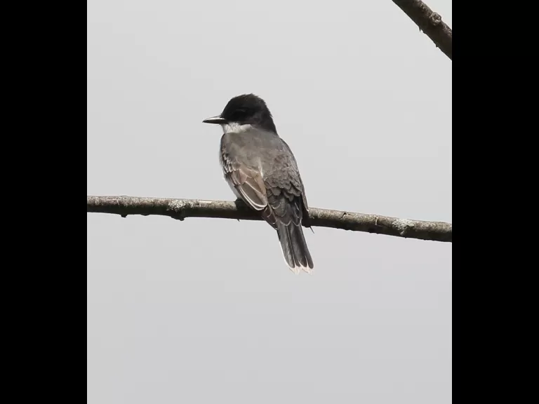 A gray catbird in Southborough, photographed by Steve Forman.