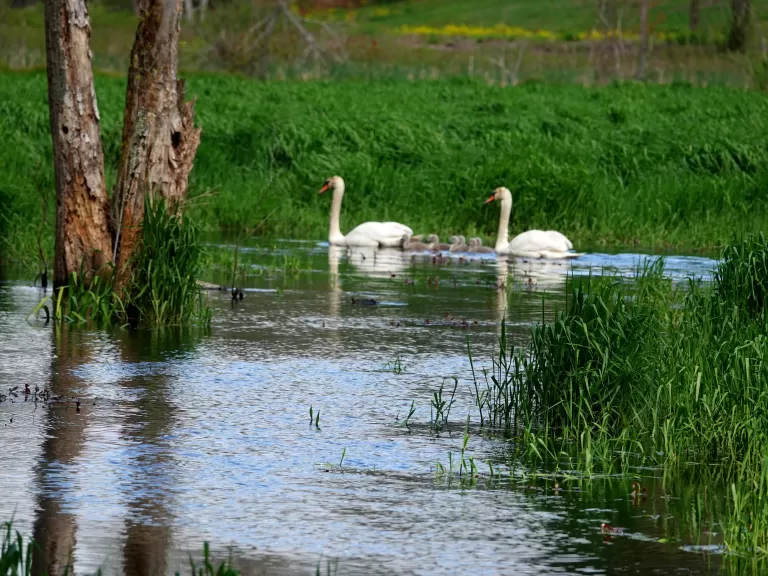 Mute swans at SVT's Lyons-Cutler Reservation in Sudbury, photographed by Rich Hellmold.
