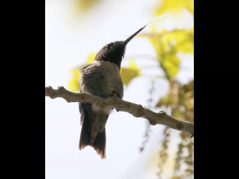 A gray catbird in Southborough, photographed by Steve Forman.