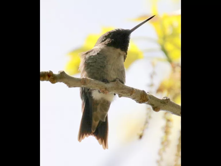 A gray catbird in Southborough, photographed by Steve Forman.