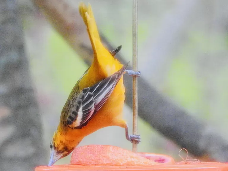 A Baltimore oriole in Wayland, photographed by Margo Levy.