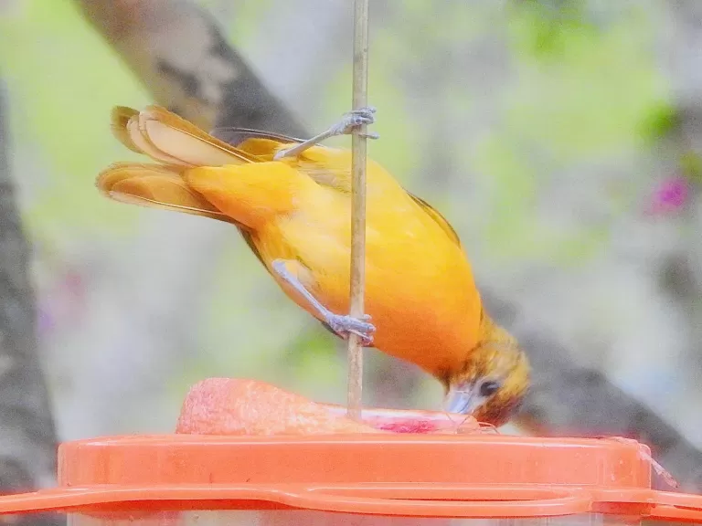 A Baltimore oriole in Wayland, photographed by Margo Levy.