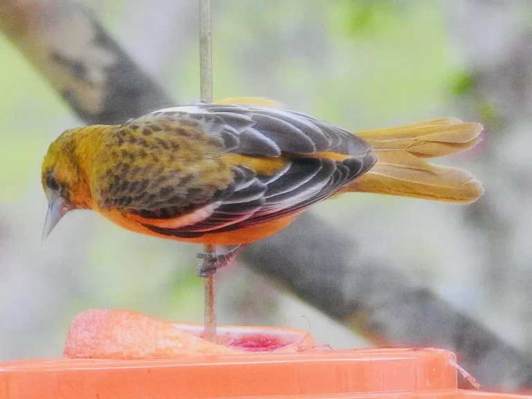 A Baltimore oriole in Wayland, photographed by Margo Levy.