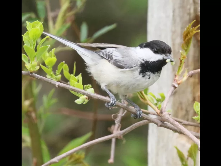 A gray catbird in Southborough, photographed by Steve Forman.