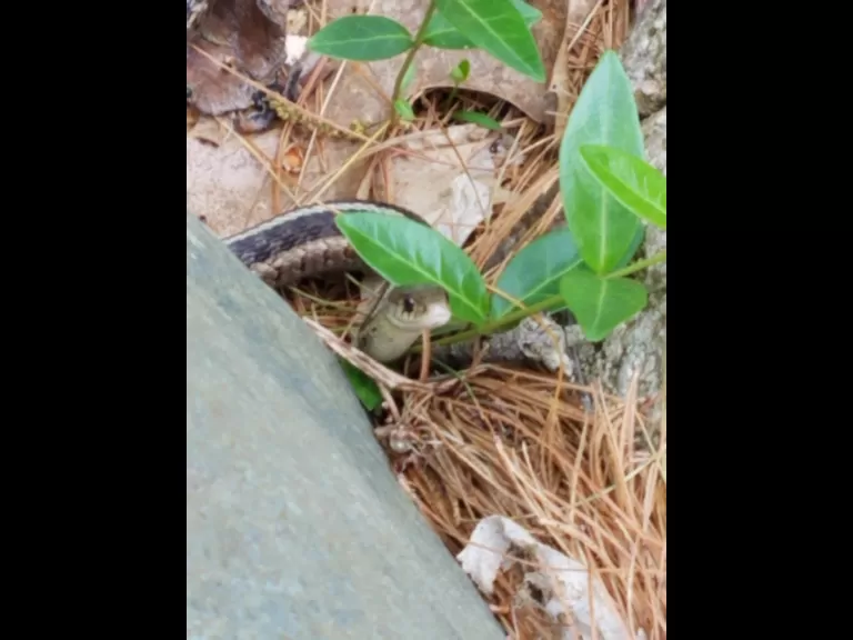 A common garter snake in Northborough, photographed by Marnie Frankian.