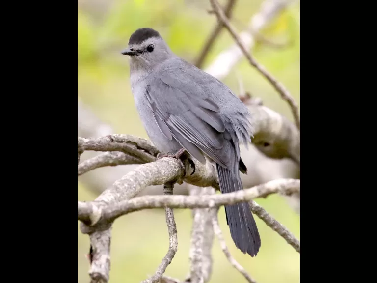 A gray catbird in Southborough, photographed by Steve Forman.